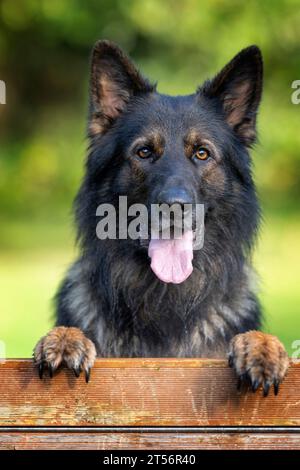 Porträt eines männlichen Deutschen Schäferhunds (Elsässer) Stockfoto