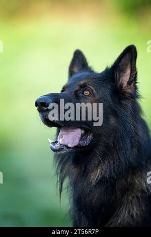 Porträt eines männlichen Deutschen Schäferhunds (Elsässer) Stockfoto