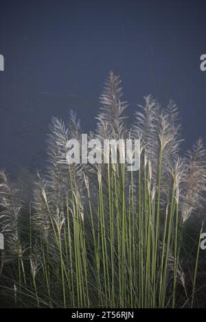 Saccharum Spontaneen Blumen oder Kashful nach Sonnenuntergang Stockfoto