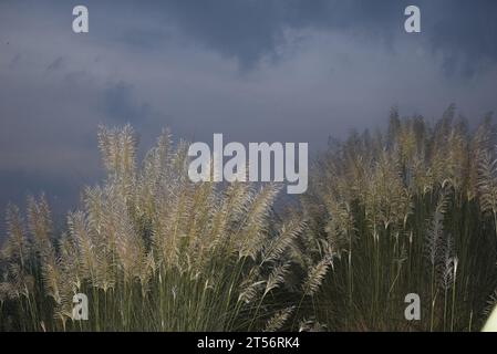 Saccharum Spontaneen Blumen oder Kashful nach Sonnenuntergang Stockfoto