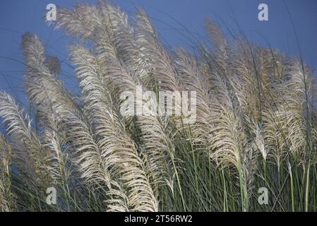 Saccharum Spontaneen Blumen oder Kashful nach Sonnenuntergang Stockfoto