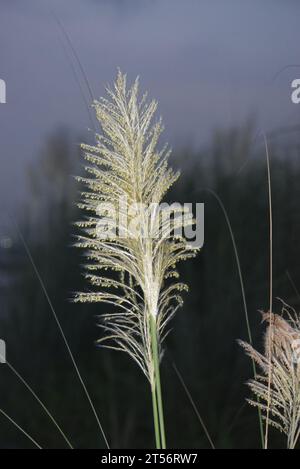 Saccharum Spontaneen Blumen oder Kashful nach Sonnenuntergang Stockfoto