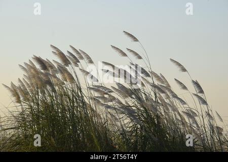 Saccharum Spontaneen Blumen oder Kashful nach Sonnenuntergang Stockfoto