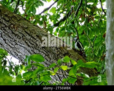 Nahaufnahme eines großen gefleckten Spechts, Dendrocopos Major, der auf einem Baum sitzt Stockfoto