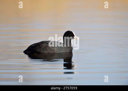 Eurasian Coot (Fulica atra), Nordrhein-Westfalen, Deutschland | Blässhuhn (Fulica atra) schwimmend, Nordrhein-Westfalen, Deutschland Stockfoto