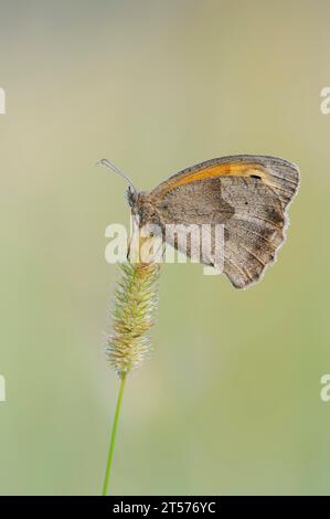 Wiesenbraun (Maniola jurtina), weiblich, Nordrhein-Westfalen, Deutschland | großes Ochsenauge (Maniola jurtina), Weibchen, Nordrhein-Westfalen, Deutschl Stockfoto