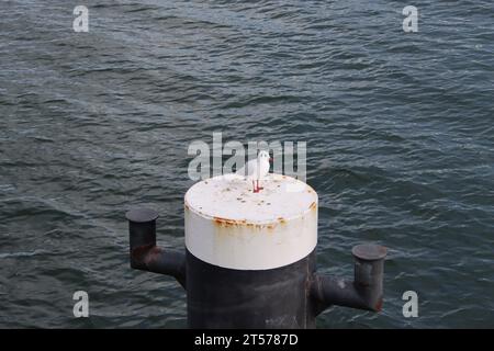 Möwe auf einem Schiffspoller am Pier von Sellin auf Rügen Stockfoto