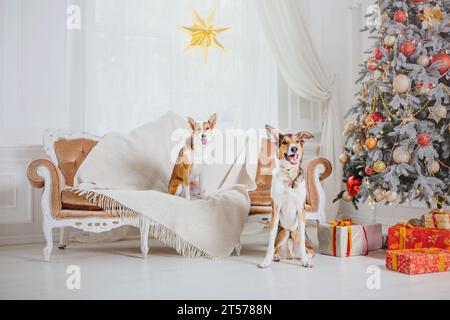 Frohes neues Jahr, Weihnachtsfeiertage und Feierlichkeiten, Hund im Zimmer neben dem Weihnachtsbaum Stockfoto