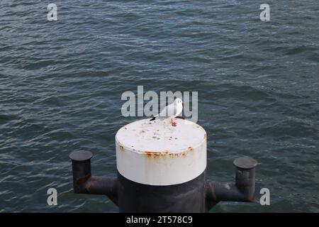 Möwe auf einem Schiffspoller am Pier von Sellin auf Rügen Stockfoto