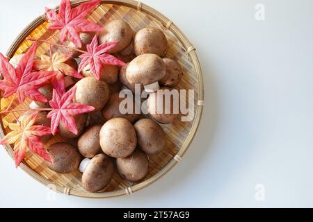 Cremini-Pilze auf weißem Hintergrund mit Herbstblättern Stockfoto