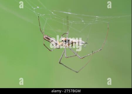 Schattenstreckenspinne (Tetragnatha montana) mit Beute, Nordrhein-Westfalen, Deutschland | Bergstreckerspinne Stockfoto