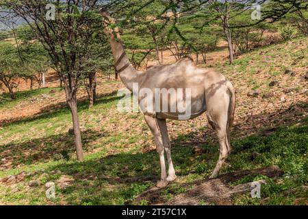 Kamel in der Nähe von South Horr Village, Kenia Stockfoto