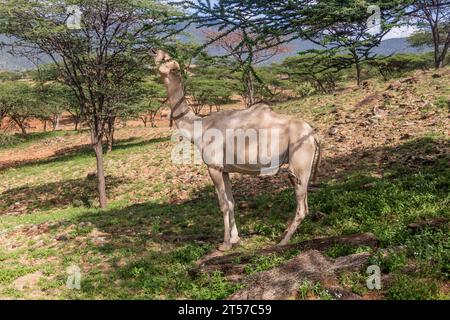 Kamel in der Nähe von South Horr Village, Kenia Stockfoto