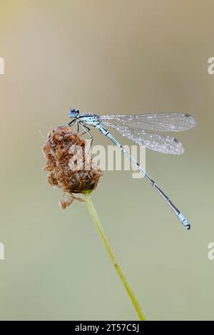 Azure Damselfly (Coenagrion puella), männlich, Nordrhein-Westfalen, Deutschland | Hufeisen-Azurjungfer (Coenagrion puella), Männchen, Nordrhein-Westfalen Stockfoto