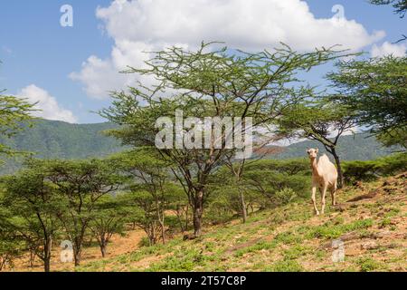 Kamel in der Nähe von South Horr Village, Kenia Stockfoto