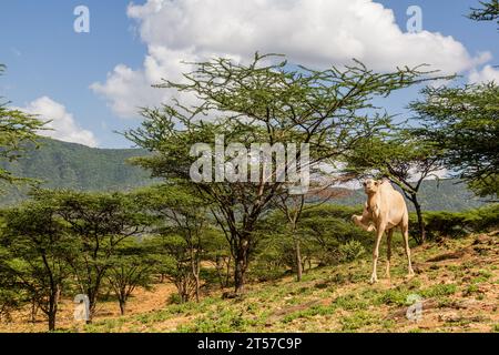 Kamel in der Nähe von South Horr Village, Kenia Stockfoto