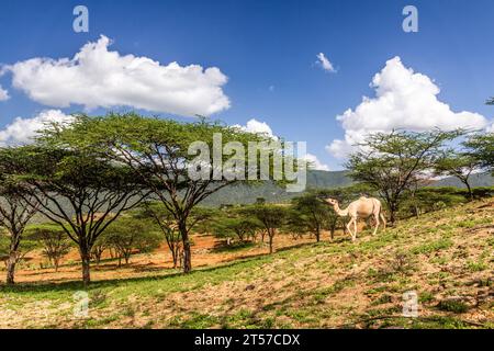 Kamel in der Nähe von South Horr Village, Kenia Stockfoto