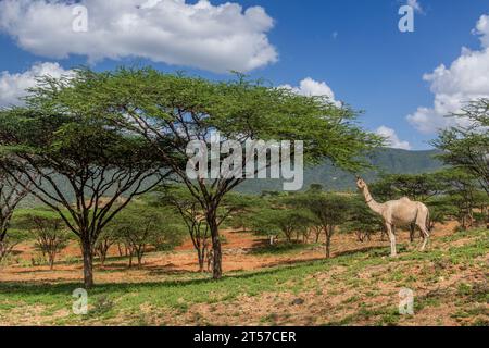 Kamel in der Nähe von South Horr Village, Kenia Stockfoto