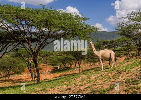 Kamel in der Nähe von South Horr Village, Kenia Stockfoto