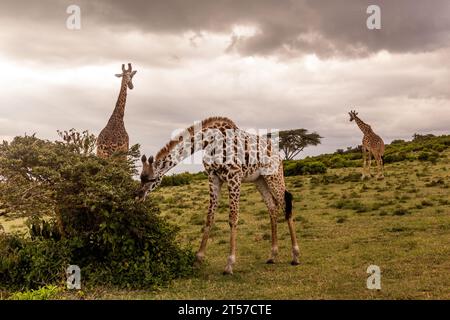 Masai Giraffen (Giraffa tippelskirchi) im Crescent Island Game Sanctuary am Naivasha Lake, Kenia Stockfoto