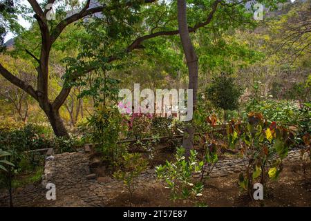 Stamm und Stützwurzeln von 25 Meter hohen Kapok (Ceiba pentandra), höchster Baum in Kap Verde / Cabo Verde bei Boa Entrada auf der Insel Santiago Stockfoto