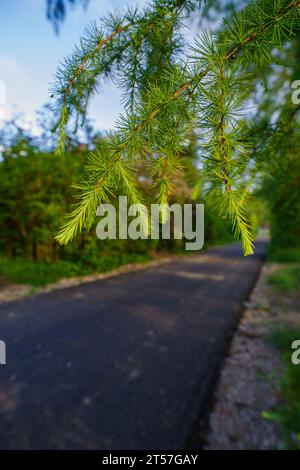 Frische neue Fichtenblätter im Frühjahr Stockfoto