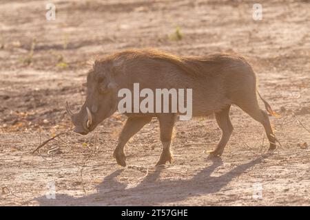 Nahaufnahme eines Gemeinen Warthogs, Phacochoerus africanus, der um den Chobe-Nationalpark, Botswana, herumläuft. Stockfoto