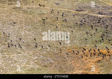 Luftaufnahme eines afrikanischen Openbill Anastomus lamelligerus, der über das Okavango-Delta in Botswana fliegt. Stockfoto