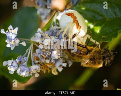 Weiße Krabbenspinne, die Honigbiene fängt und isst Stockfoto