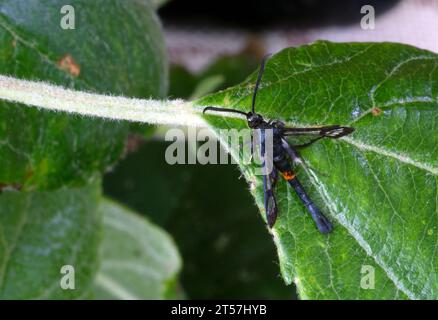 Rotgürtel Clearwing (Synanthedon myopaeformis) Erwachsener in Ruhe auf einem Blatt Norfolk, UK. Juli Stockfoto
