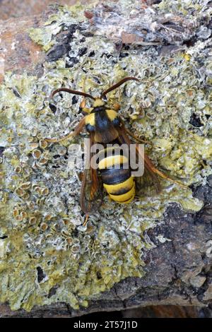 Hornet Clearwing (Sesia apiformis) Erwachsener in Ruhe auf Flechtenbedeckten Zweig Norfolk, UK. Juni 2007 Stockfoto