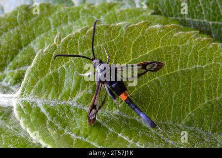 Rotgürtel Clearwing (Synanthedon myopaeformis) Erwachsener in Ruhe auf einem Blatt Norfolk, UK. Juli Stockfoto