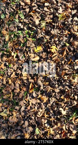 Vertikales Bild eines Rasens mit verwelktem, raschelndem Herbstlaub, Draufsicht, Vollbild, natürliche Hintergrundstruktur gefallener trockener Blätter Stockfoto