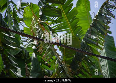 Stamm und Stützwurzeln von 25 Meter hohen Kapok (Ceiba pentandra), höchster Baum in Kap Verde / Cabo Verde bei Boa Entrada auf der Insel Santiago Stockfoto