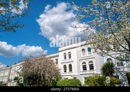 London im Frühling. Die grünen und malerischen Straßen des wohlhabenden Notting Hill mit pastellfarbenen Gebäuden, Kirschblüten und blauem Himmel Stockfoto