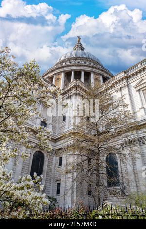 Die Kuppel der berühmten St. Pauls Cathedral, London. Frühling mit rosa und weißen Kirschblüten, umgeben von der wunderschönen Architektur von Sir Chris Stockfoto