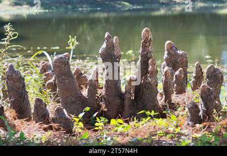 Kniestrukturen der Glatzzypresse ragten aus dem Rand eines Süßwassersees in Houston, Texas. Woody wächst über den Baumwurzeln mit unbekannter Funktion. Stockfoto