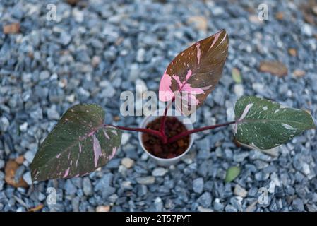 Philodendrone rosa Prinzessin Marmor König Stockfoto