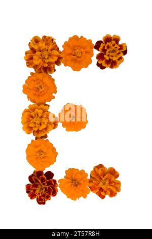 Ringelblume isoliert auf weißem, lateinischem Namen Tagetes Stockfoto