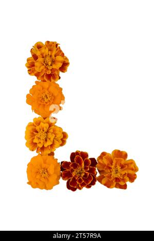 Ringelblume isoliert auf weißem, lateinischem Namen Tagetes Stockfoto