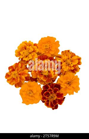 Ringelblume isoliert auf weißem, lateinischem Namen Tagetes Stockfoto