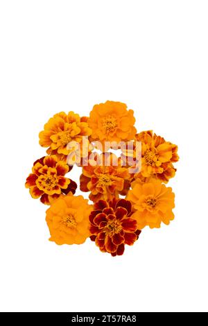 Ringelblume isoliert auf weißem, lateinischem Namen Tagetes Stockfoto