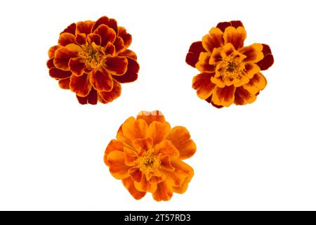 Ringelblume isoliert auf weißem, lateinischem Namen Tagetes Stockfoto