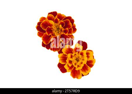 Ringelblume isoliert auf weißem, lateinischem Namen Tagetes Stockfoto