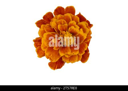 Ringelblume isoliert auf weißem, lateinischem Namen Tagetes Stockfoto
