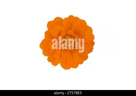 Ringelblume isoliert auf weißem, lateinischem Namen Tagetes Stockfoto