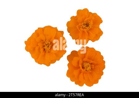 Ringelblume isoliert auf weißem, lateinischem Namen Tagetes Stockfoto