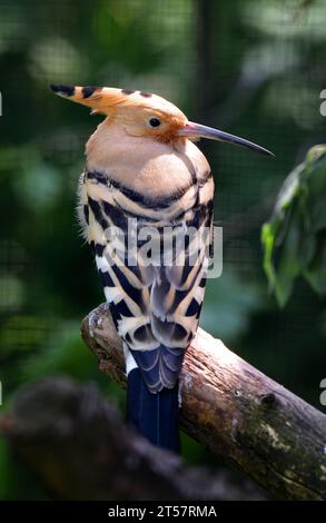 Eurasischer Wiedehopf (Upupa epops) sitzt auf einem Zweig. Stockfoto