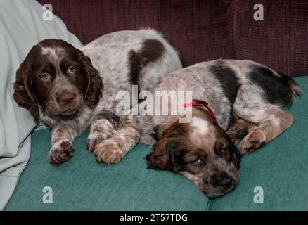 Zwei junge roan farbige Springer Spaniel Geschwister, die sich gerade entspannen Stockfoto