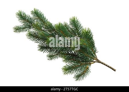 Tannenzweig isoliert auf weißem Hintergrund. Natürliche grüne Design-Pflanzenelemente für Weihnachten, Feiertage. Draufsicht, flach. Stockfoto